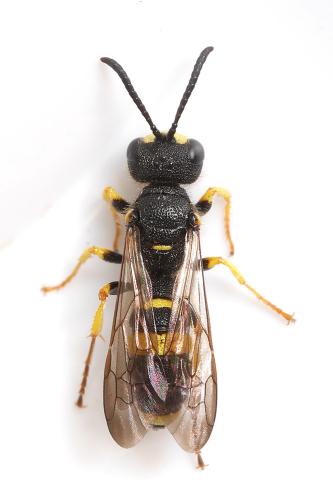 Réf. 344 817 : Cerceris rybyensis